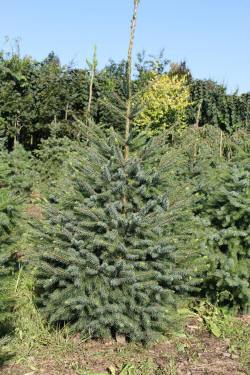 ABRAM дрэвы і хмызнякі лісцяныя іглічныя мнагалетнік Польшча 01