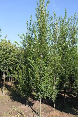 ABRAM дрэвы і хмызнякі лісцяныя іглічныя мнагалетнік Польшча 02