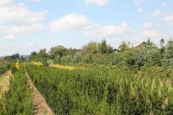 ABRAM дрэвы і хмызнякі лісцяныя іглічныя мнагалетнік Польшча 03