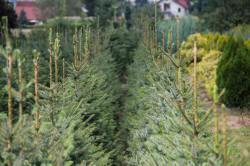 ABRAM дрэвы і хмызнякі лісцяныя іглічныя мнагалетнік Польшча 04