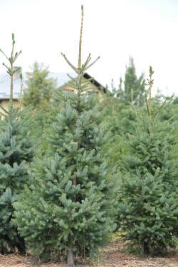 ABRAM дрэвы і хмызнякі лісцяныя іглічныя мнагалетнік Польшча 05