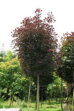 ABRAM дрэвы і хмызнякі лісцяныя іглічныя мнагалетнік Польшча 07