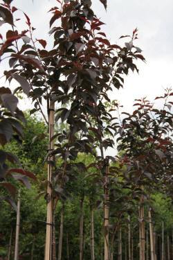 ABRAM дрэвы і хмызнякі лісцяныя іглічныя мнагалетнік Польшча 08