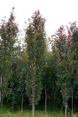 ABRAM дрэвы і хмызнякі лісцяныя іглічныя мнагалетнік Польшча 09