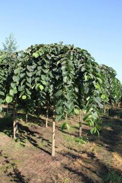 ABRAM дрэвы і хмызнякі лісцяныя іглічныя мнагалетнік Польшча 10