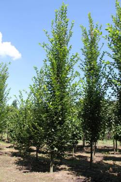 ABRAM дрэвы і хмызнякі лісцяныя іглічныя мнагалетнік Польшча 11