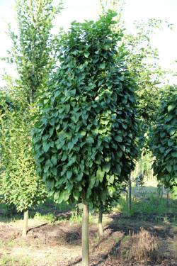 ABRAM дрэвы і хмызнякі лісцяныя іглічныя мнагалетнік Польшча 12