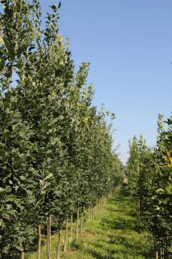 ABRAM дрэвы і хмызнякі лісцяныя іглічныя мнагалетнік Польшча 13