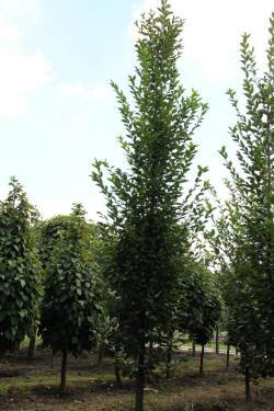 ABRAM дрэвы і хмызнякі лісцяныя іглічныя мнагалетнік Польшча 14