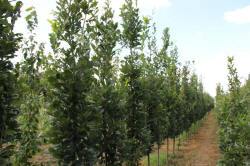 ABRAM дрэвы і хмызнякі лісцяныя іглічныя мнагалетнік Польшча 15