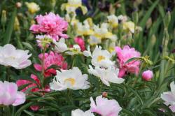 ABRAM дрэвы і хмызнякі лісцяныя іглічныя мнагалетнік Польшча 16