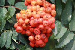 ABRAM дрэвы і хмызнякі лісцяныя іглічныя мнагалетнік Польшча 10