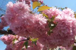 ABRAM дрэвы і хмызнякі лісцяныя іглічныя мнагалетнік Польшча 11