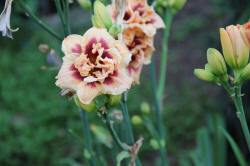 ABRAM дрэвы і хмызнякі лісцяныя іглічныя мнагалетнік Польшча 12