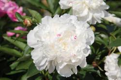 ABRAM дрэвы і хмызнякі лісцяныя іглічныя мнагалетнік Польшча 13