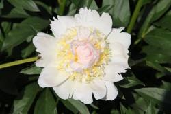 ABRAM дрэвы і хмызнякі лісцяныя іглічныя мнагалетнік Польшча 14