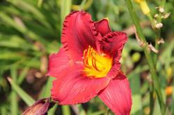 ABRAM дрэвы і хмызнякі лісцяныя іглічныя мнагалетнік Польшча 15