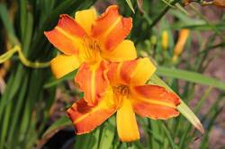 ABRAM дрэвы і хмызнякі лісцяныя іглічныя мнагалетнік Польшча 16