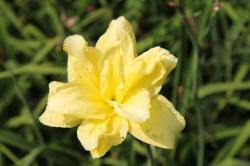 ABRAM дрэвы і хмызнякі лісцяныя іглічныя мнагалетнік Польшча 13