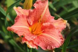 ABRAM дрэвы і хмызнякі лісцяныя іглічныя мнагалетнік Польшча 14