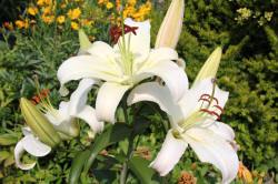 ABRAM дрэвы і хмызнякі лісцяныя іглічныя мнагалетнік Польшча 15