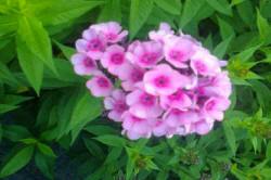 ABRAM дрэвы і хмызнякі лісцяныя іглічныя мнагалетнік Польшча 16